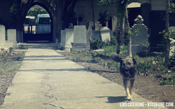 Stray-Dog-Bucharest