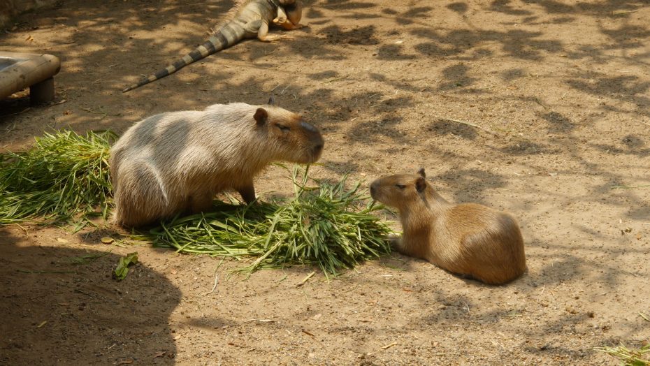 Barranquilla's Zoo is a great place to learn about Colombian wildlife