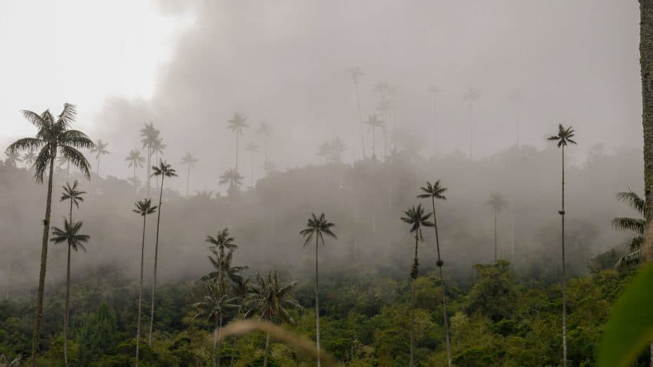 Cocora Valley is home to the wax palm, Colombia's national tree