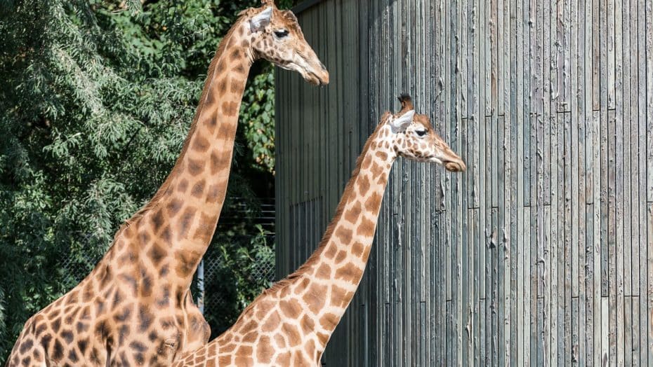 Il Großer Garten ospita lo Zoo di Dresda