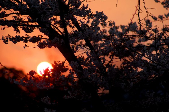 El sol poniéndose tras un cerezo en Kioto