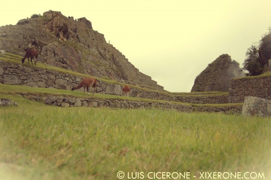 Llamas pastando en Machu Picchu