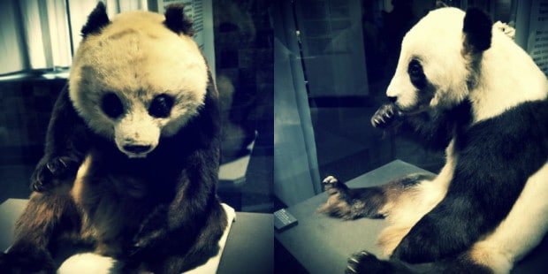 Stuffed panda bears, 19th Century vs 21st century