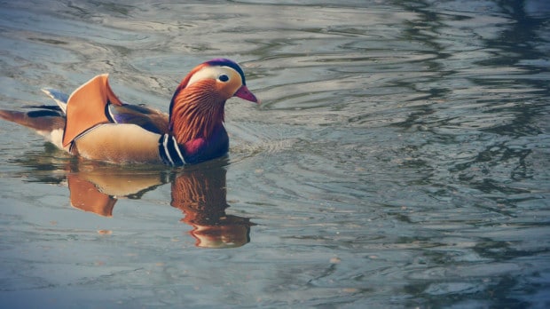 Pato en los jardines de Sans Souci en Potsdam