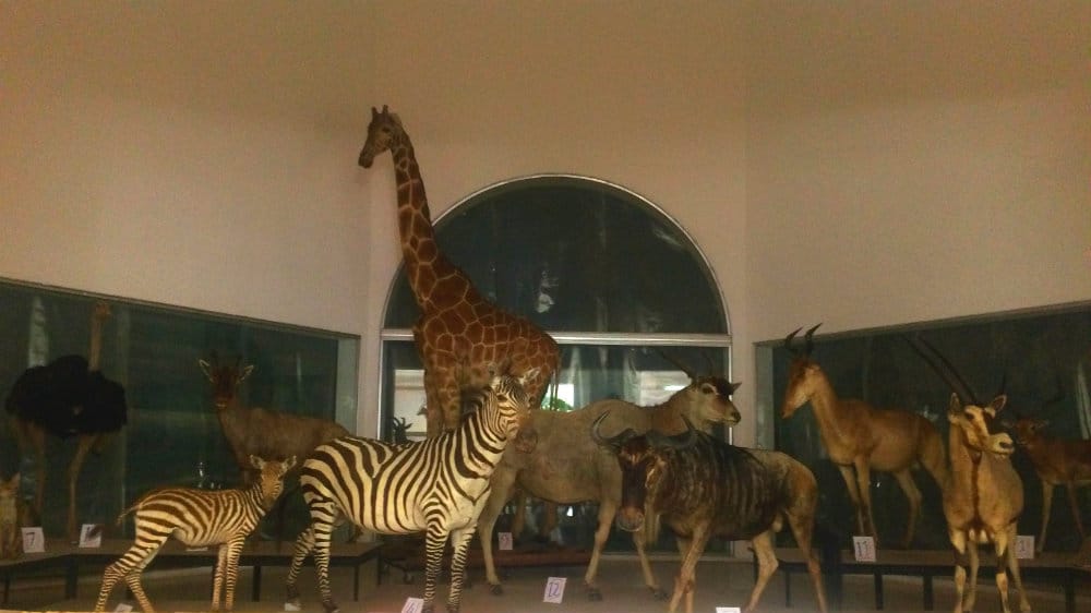 African Savannah exhibit at the Caracas Science Museum