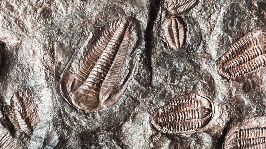 Museo de Fósiles de Biblos - Qué ver en Jbeil en una excursión de un día