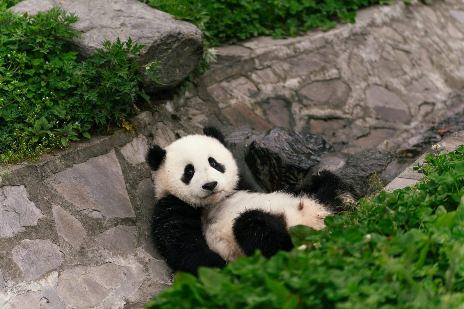 Everybody loves pandas