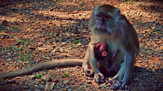 Monkeys at the Tiger Cave Temple