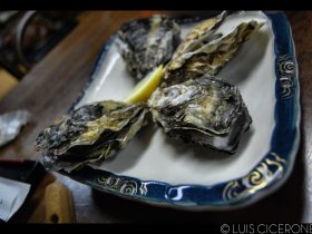 Oysters in Japan