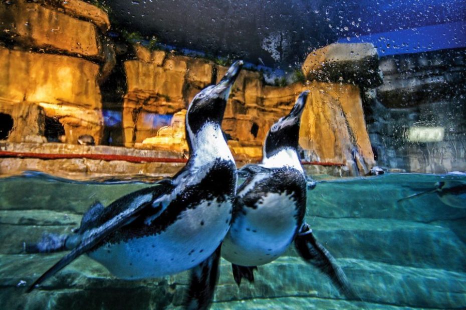 The Dubai Aquarium - Top 10 Dubai Attractions