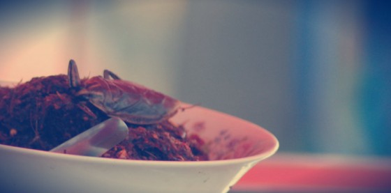 eat-bugs-560x277