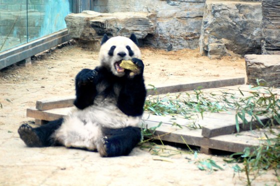 seeing-pandas-china