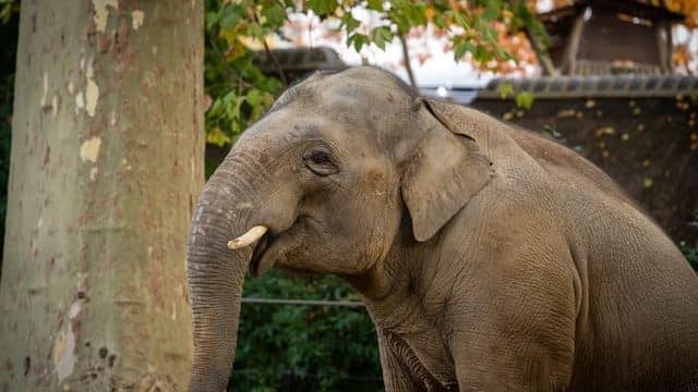 Antwerpen Zoo