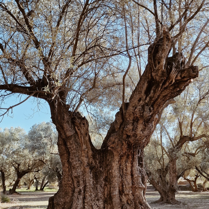 Centuries-old olive tree in the Aragón countryside