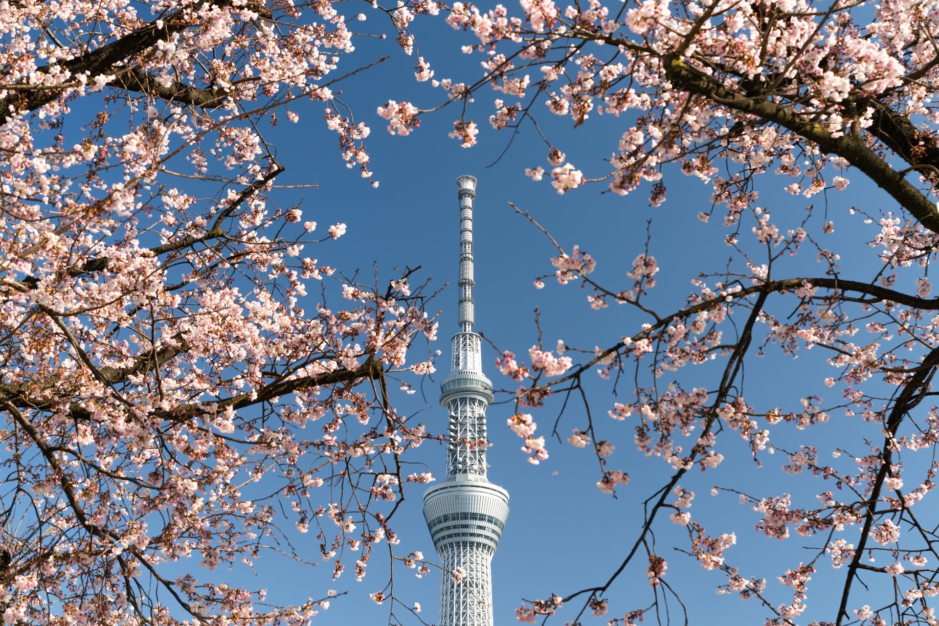 Conocida por el Tokyo Skytree, Sumida City ofrece una gran mezcla de arquitectura moderna y tranquilos parques.