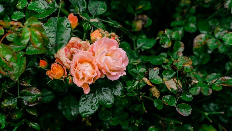 Portland's Rose Garden is located in Washington Park