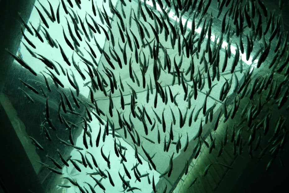 Seattle Aquarium - Qué hacer en Seattle