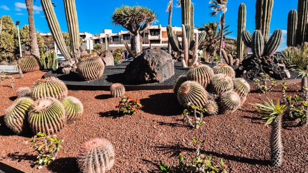 The landscape in Costa Teguise combines cacti, volcanic rocks, resorts and beaches