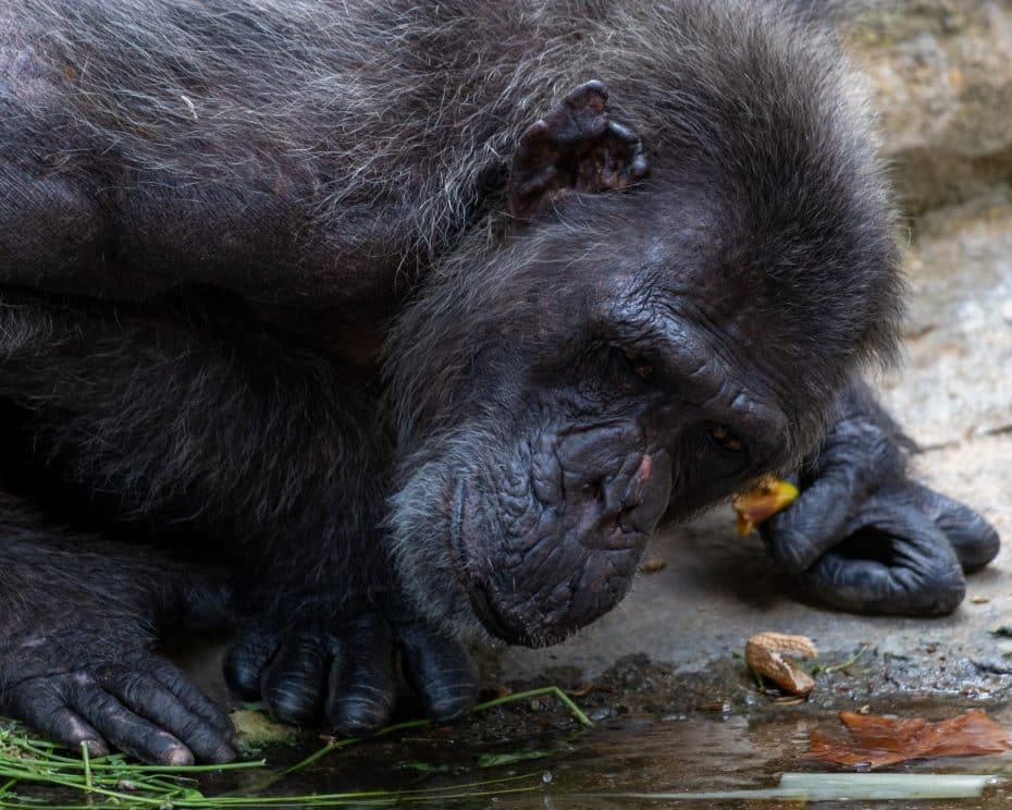 Barcelona Zoo - Attractions in Barcelona for first-time visitors with kids