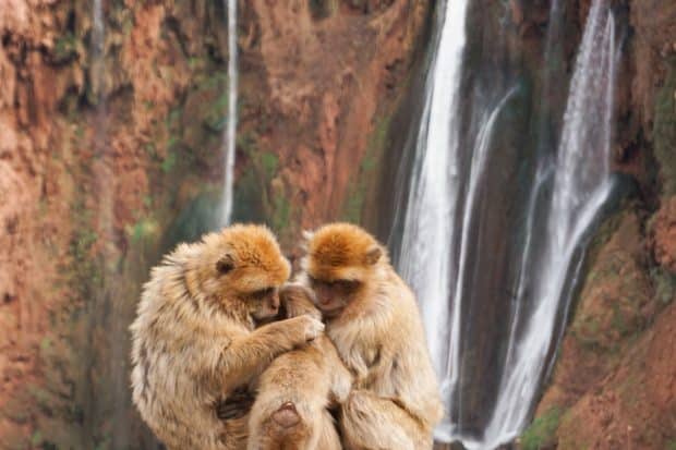 Monkeys at Ouzoud Waterfalls