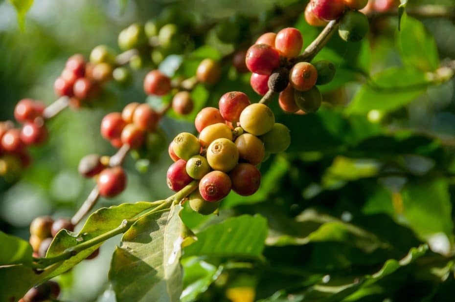 Lo mejor de Colombia: Región del Eje Cafetero