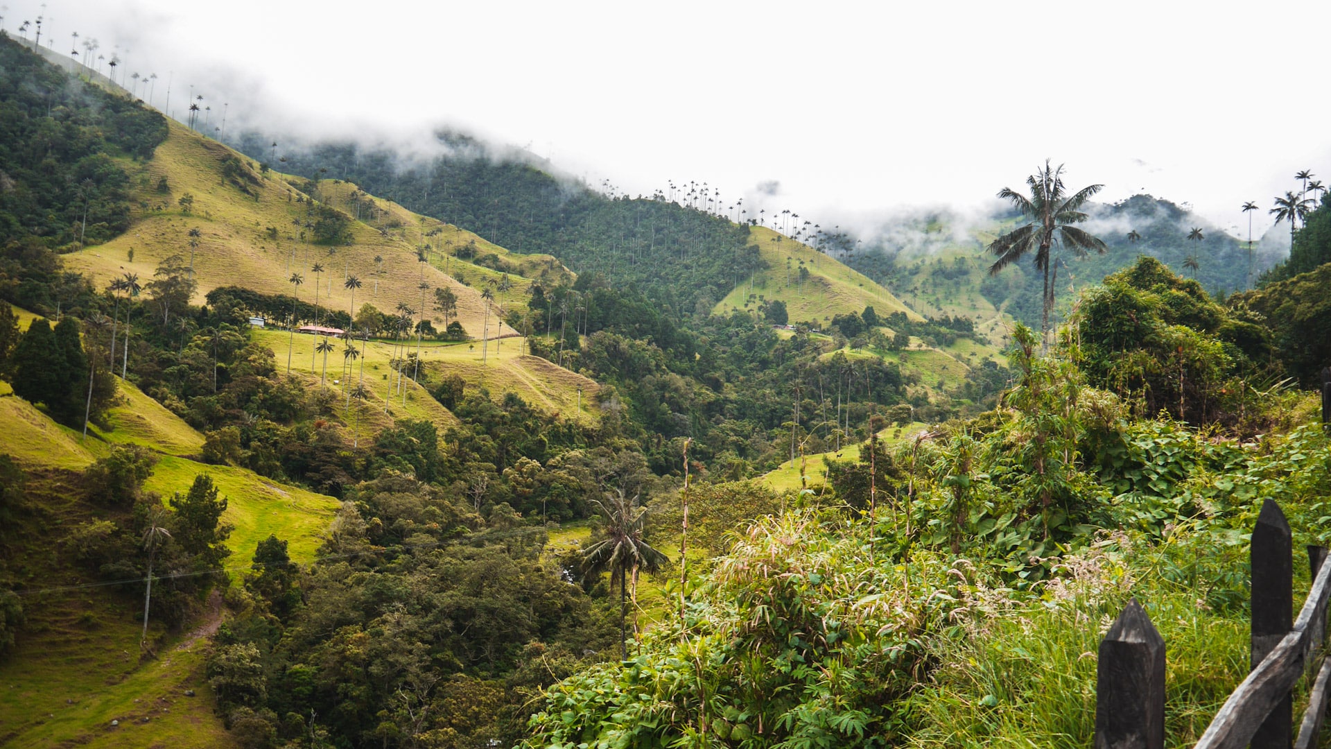 Valle de Cocora, Colombia