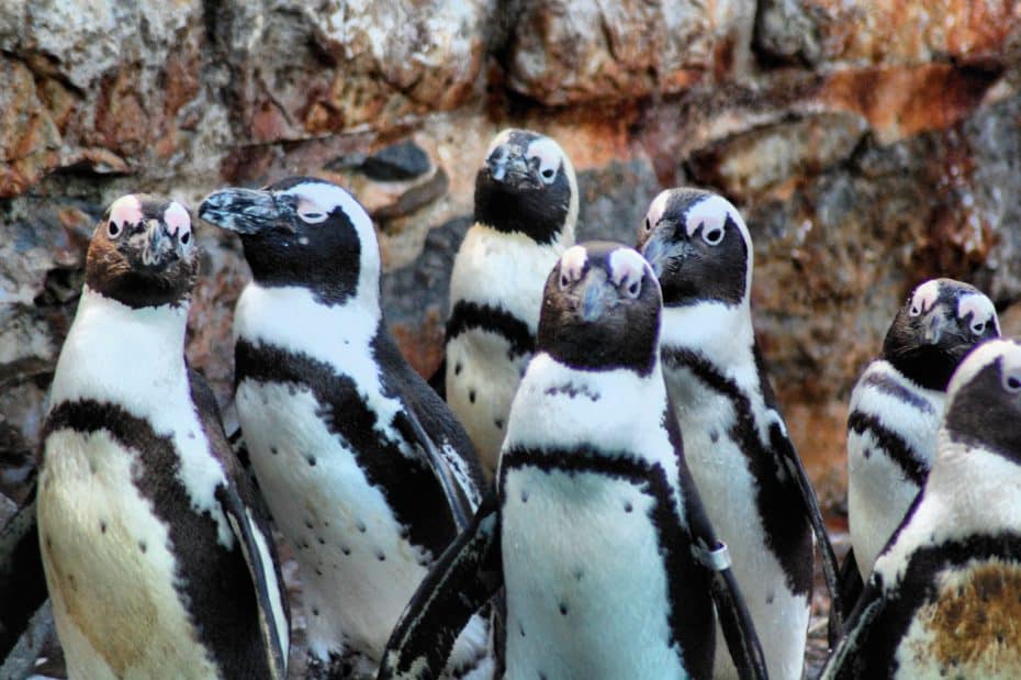 Penguins at La Magdalena Mini Zoo