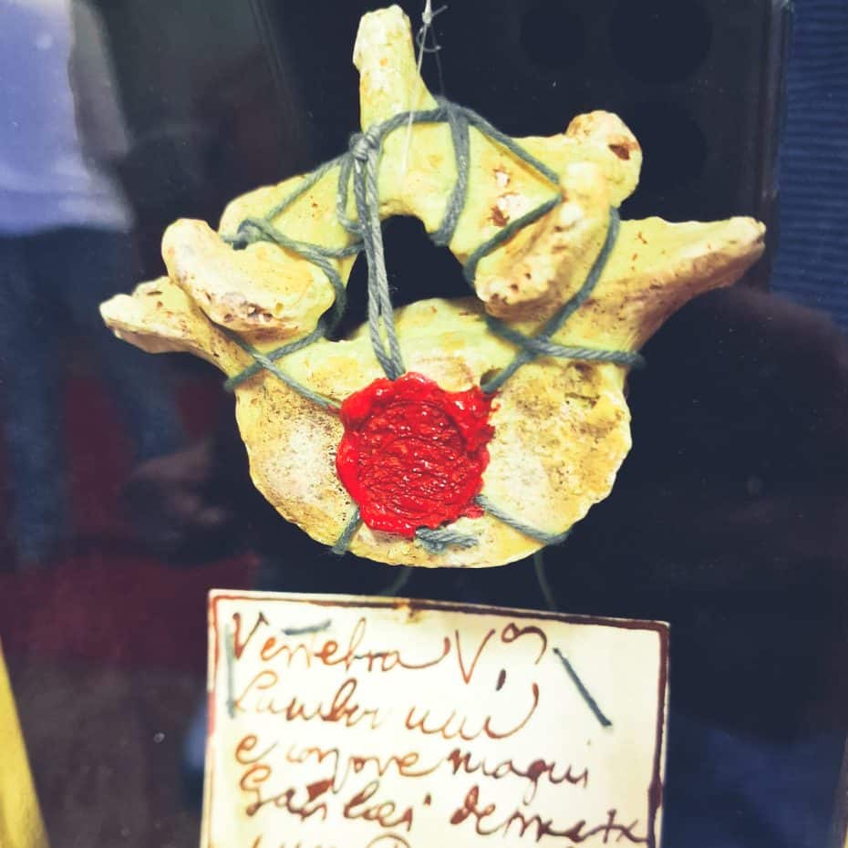 The fifth lumbar vertebra of Galileo Galilei exhibited in the hall of the Faculty of Sciences in the Univesity of Padova