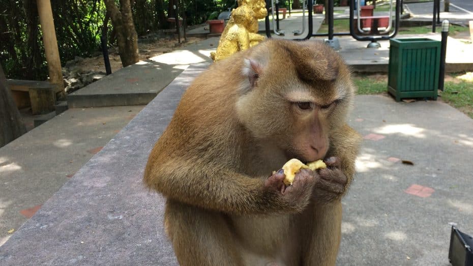 Tempio delle scimmie Phang Nga, Phuket.