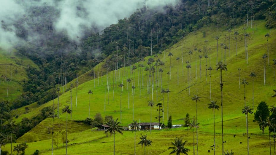 Parque Nacional del Valle del Cocora, Colombia