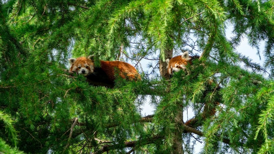 Red pandas are among the animal species you can see at Rotterdam's zoo