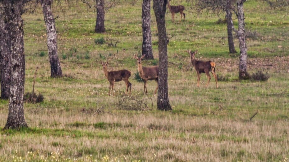 Deer watching in the province of Ciudad Real, Spain