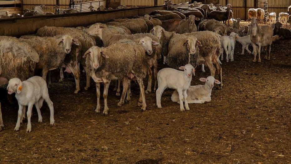 Sheep at Quesería Zacatena, Ciudad Real, Spain