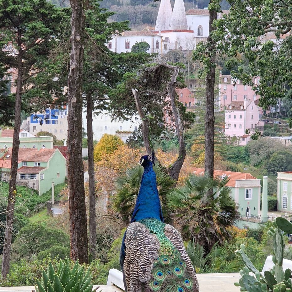 En nuestro hotel de Sintra también había pavos reales alojándose