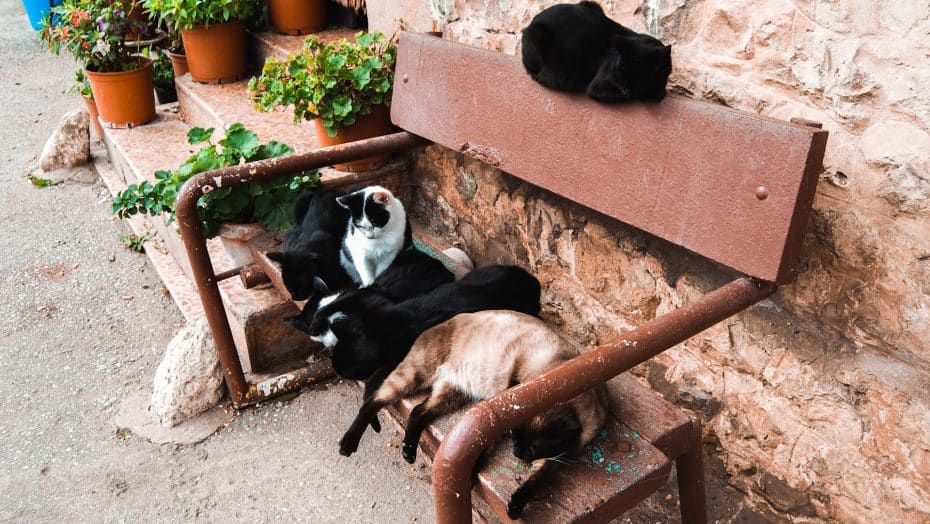Family of cats lounging about on a bench in Santillana
