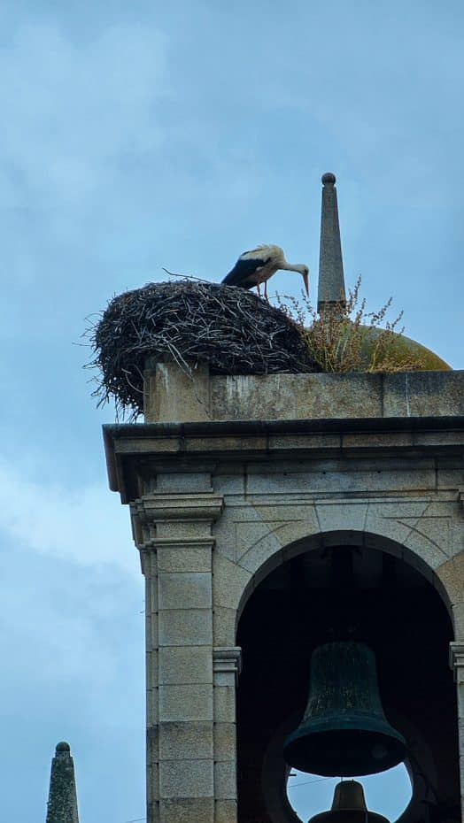 Otra cigüeña blanca, esta vez en lo alto del campanario de la Plaza Mayor de Zamora.