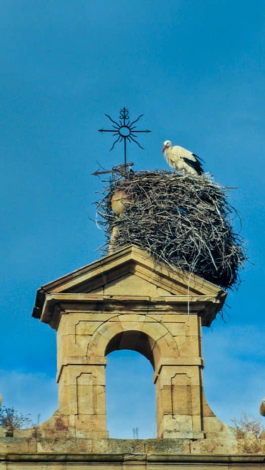 I saw many white storks during my trip to Zamora