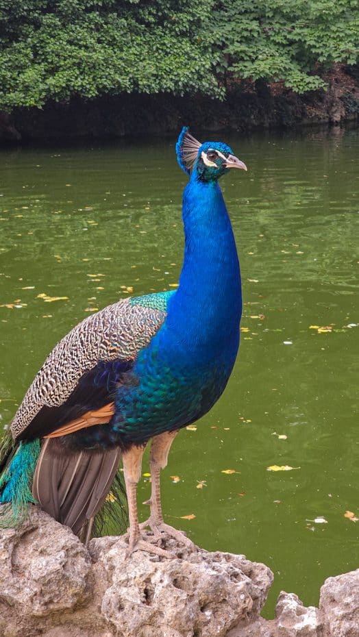 Valladolid Campo Grande's peacock