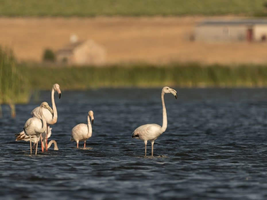 Daimiel és una de les millors localitats de Castella-la Manxa