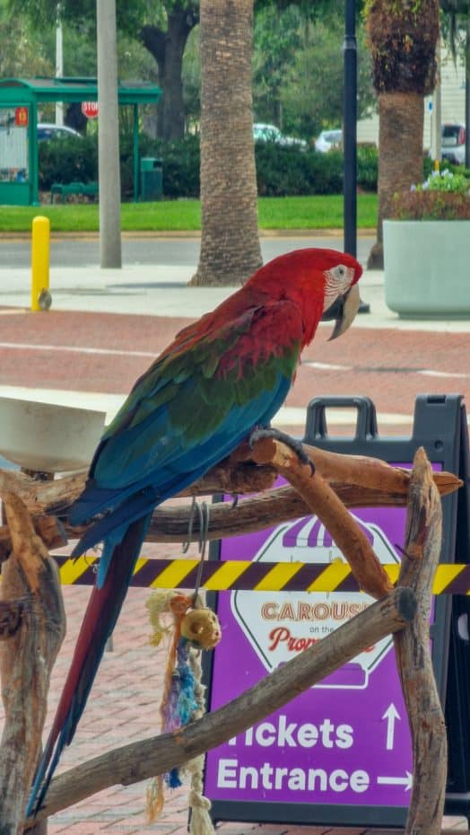 Macaw at the food court