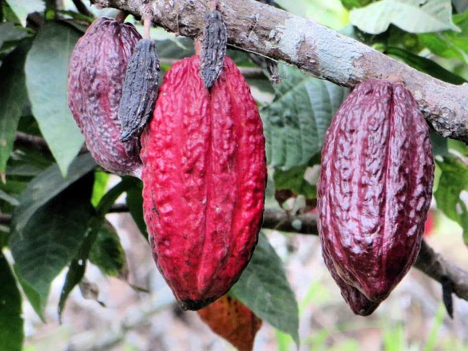 Native to Central and South America, cocoa was introduced to Africa in the early 19th century