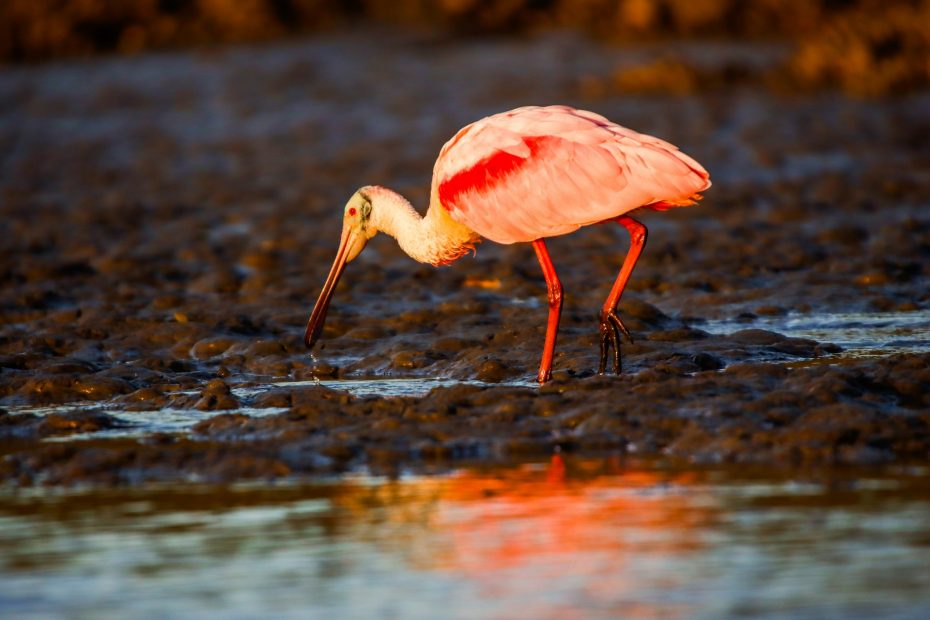 La isla de Anastasia es un lugar maravilloso para los amantes de la naturaleza y la historia. La isla cuenta con el Parque Estatal de Anastasia, que ofrece actividades como observación de aves, senderismo y acampada.