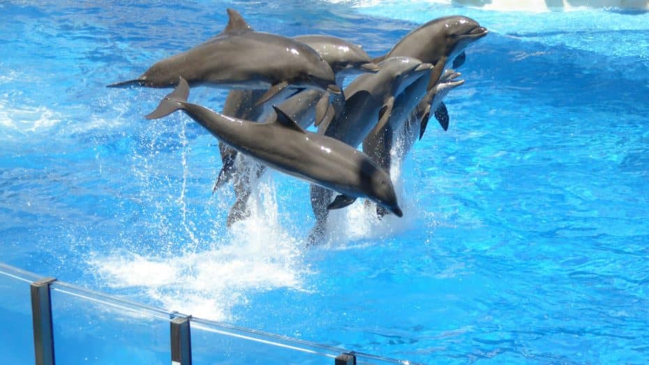 La zona de SeaWorld Orlando ofereix un còmode accés a les atraccions de vida marina i al parc aquàtic Aquatica.