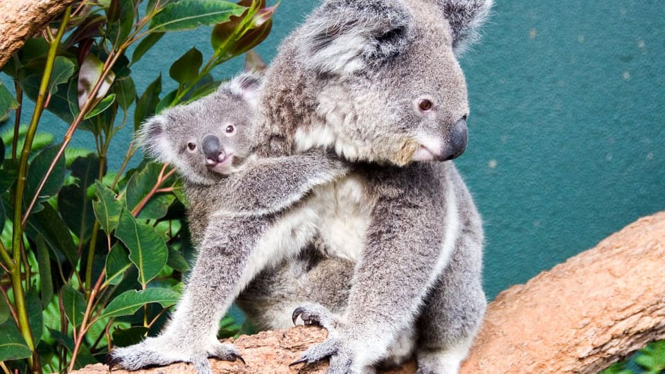 Meet koalas and kangaroos at SEA LIFE Sydney Aquarium, in Darling Harbour