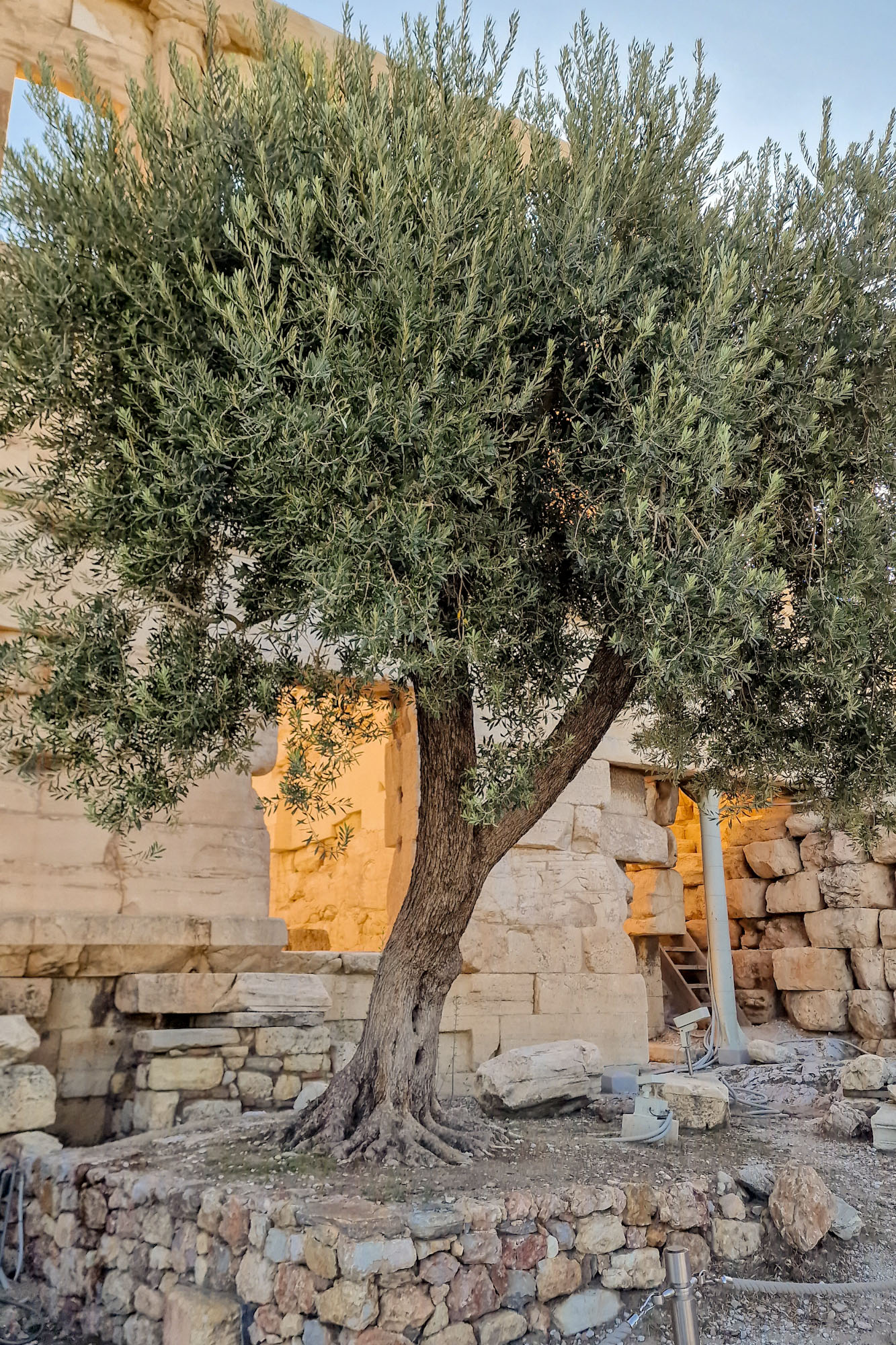 Athena's sacred olive tree near the Erechtheion