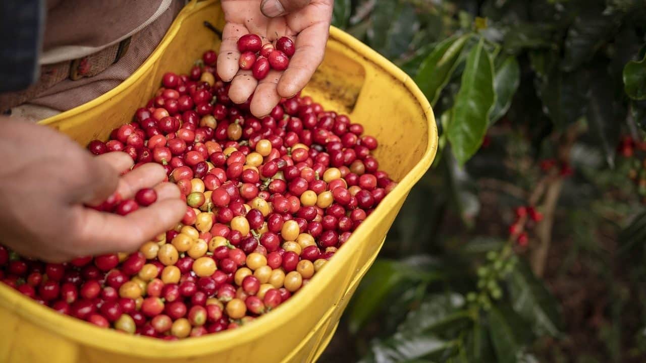 Montenegro es una pequeña y encantadora localidad con fuertes raíces cafeteras