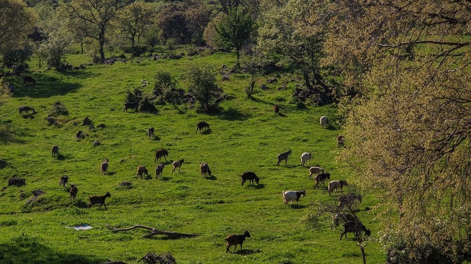 Una convención de Capricornios en Monfrague