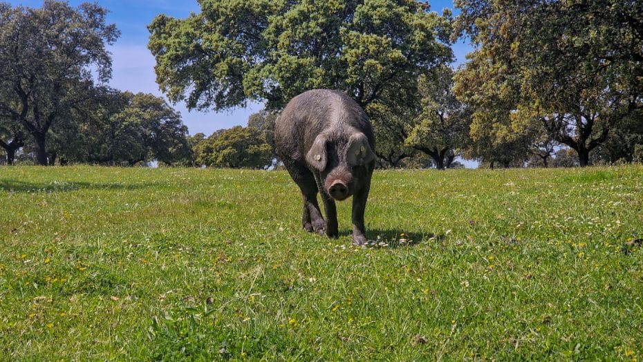 Un simpático cerdo ibérico paseando