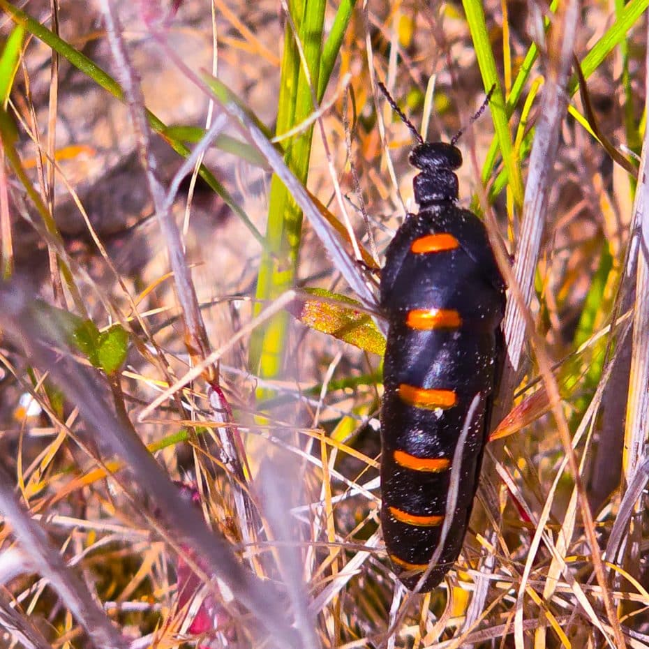 Un escarabajo aceitero de rayas rojas entre la maleza cerca de Monfragüe
