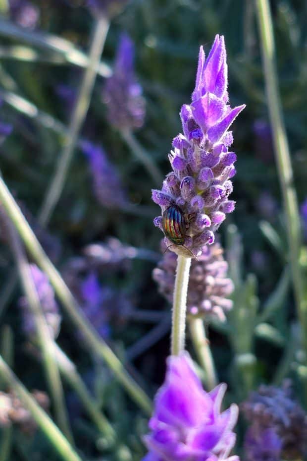 Escarabajo del romero sobre una flor de salvia